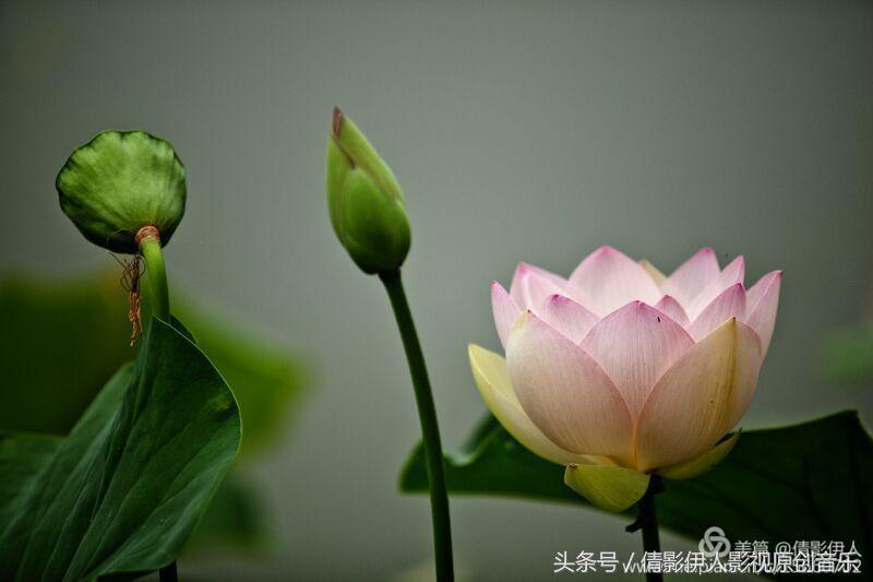 荷花之歌,立夏荷花音乐