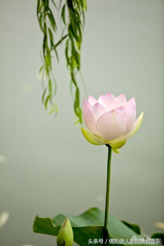 夏荷晕倒在海教官怀里,夏荷最美的十首诗