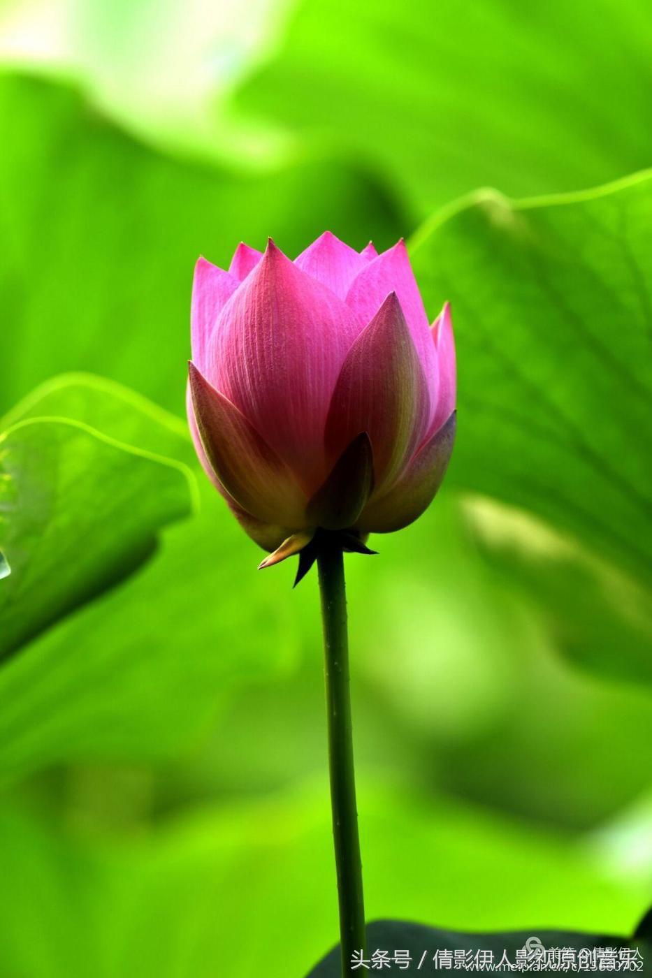 夏荷晕倒在海教官怀里,夏荷最美的十首诗