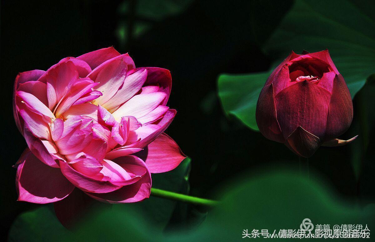 荷花之歌,立夏荷花音乐