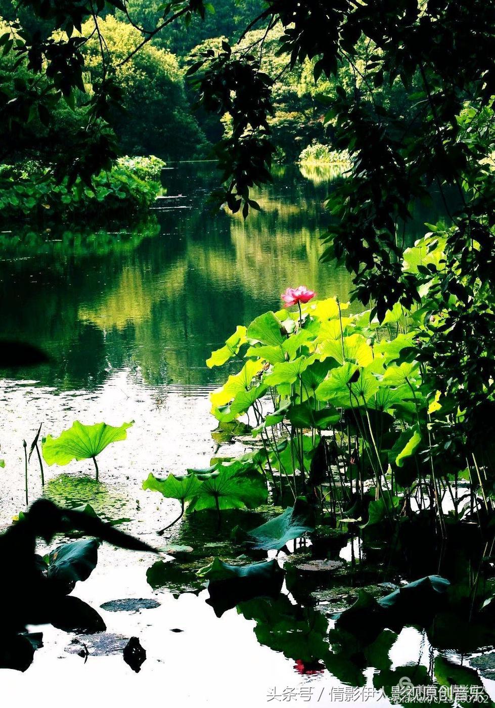 荷花之歌,立夏荷花音乐