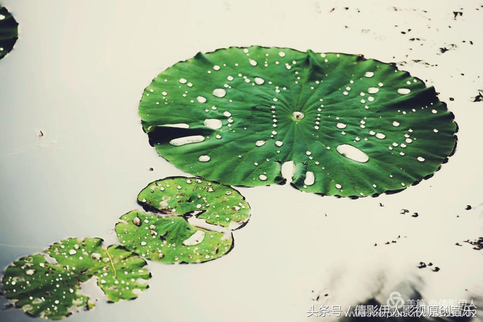 荷花之歌,立夏荷花音乐