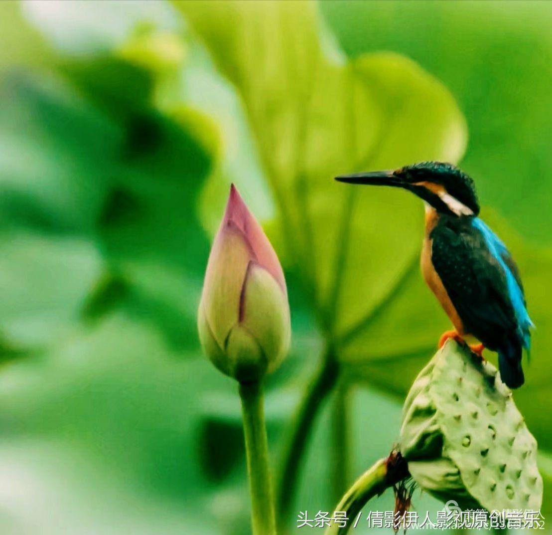 夏荷晕倒在海教官怀里,夏荷最美的十首诗