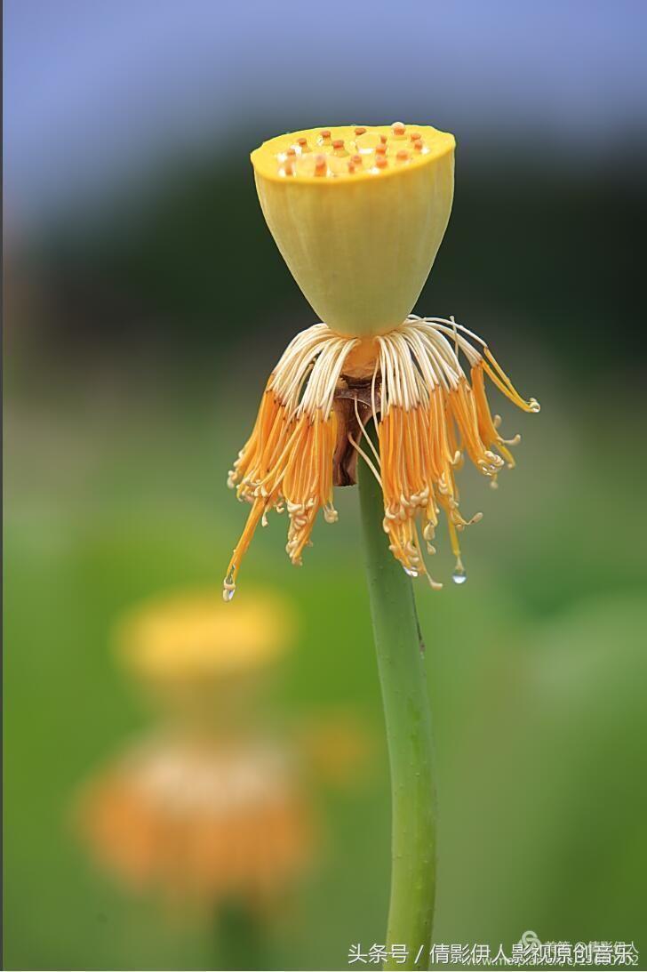 荷花之歌,立夏荷花音乐