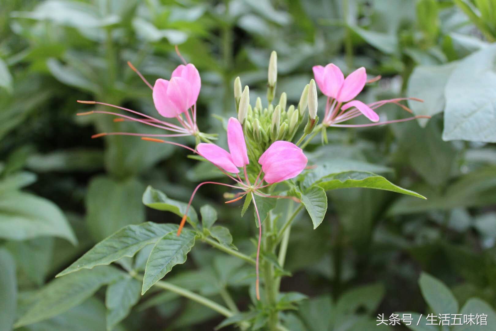 花中仙子美如画,花中仙子月季花图片