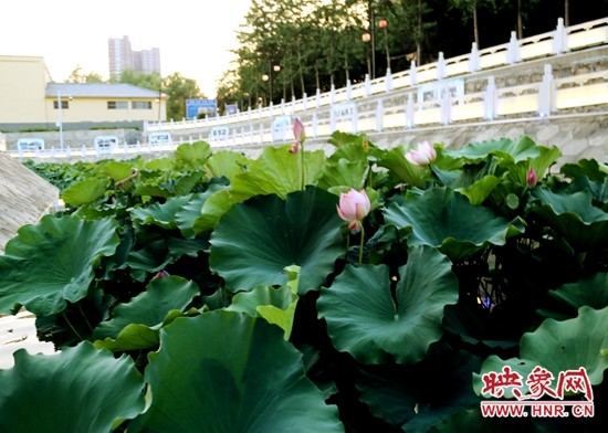 鹿邑五河:荷花盛开别样红
