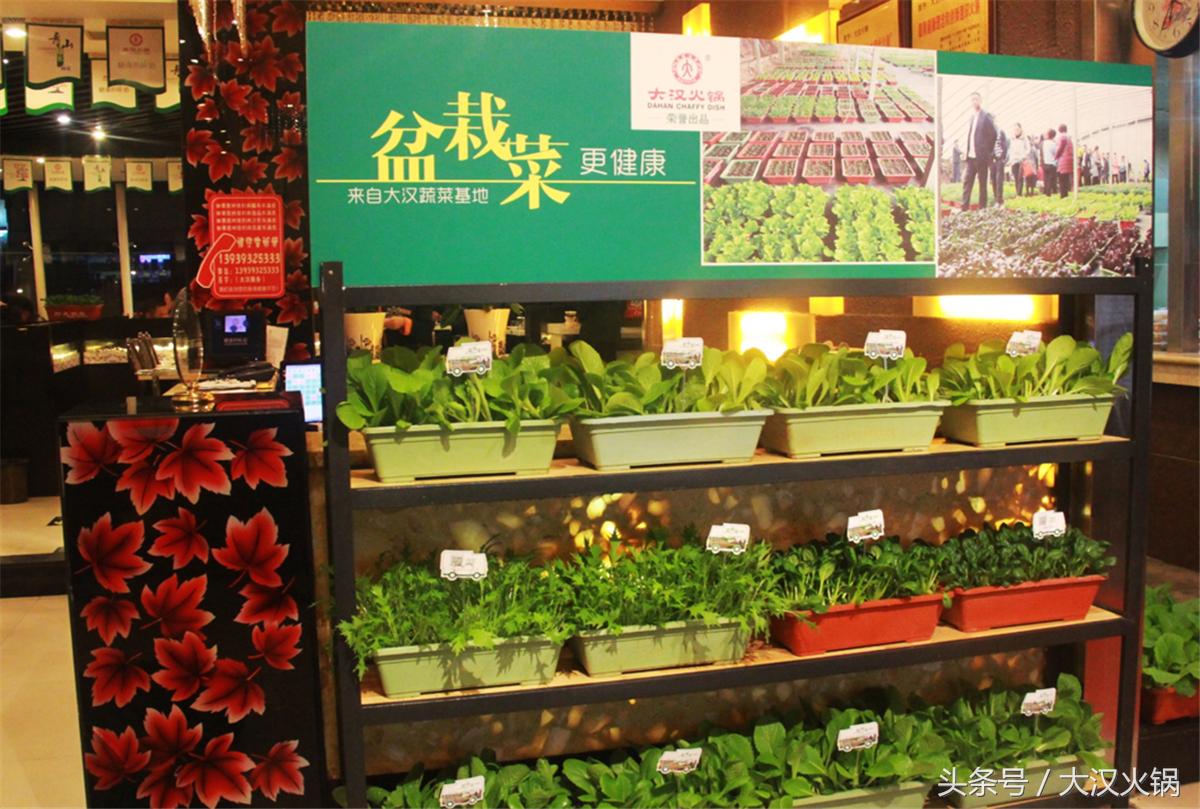 田园采摘小菜园,纯天然绿色小菜园采摘