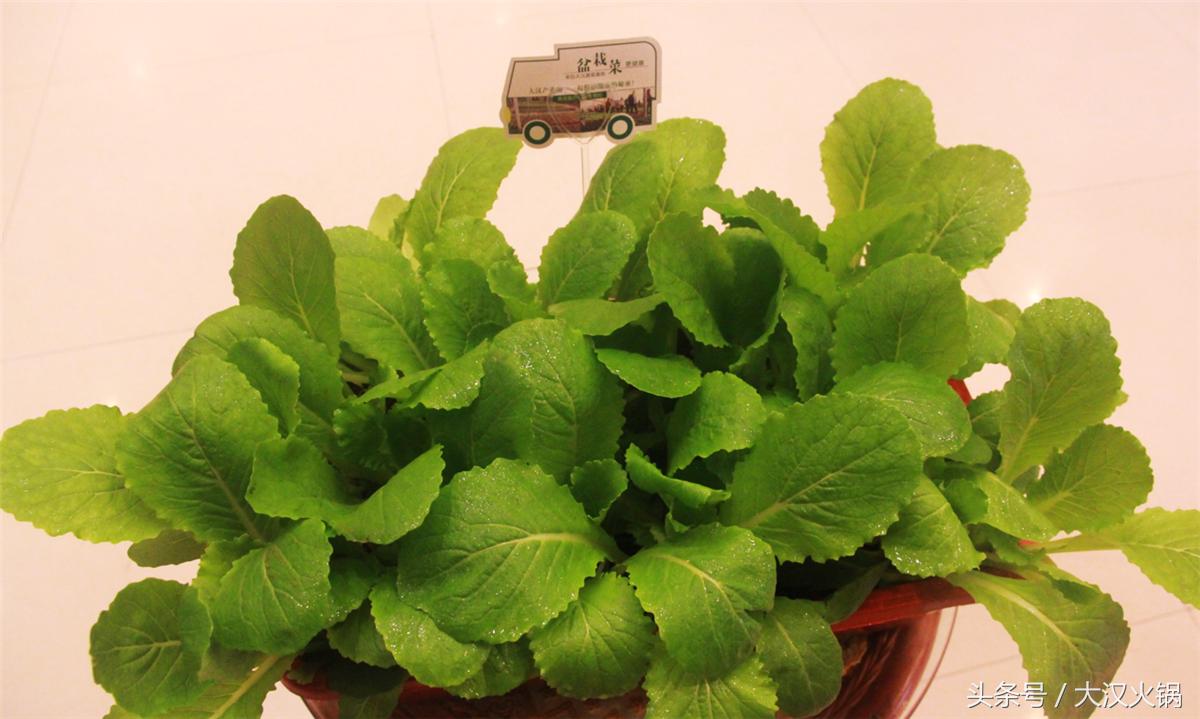 田园采摘小菜园,纯天然绿色小菜园采摘