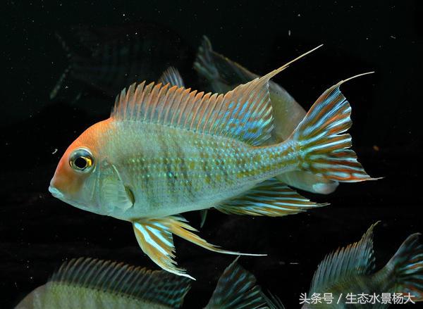 南美慈鲷鱼吃啥,南美慈鲷食土鲷好养吗