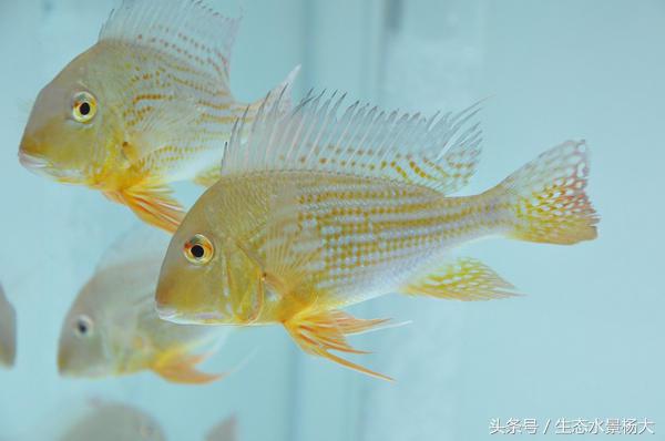 南美慈鲷鱼吃啥,南美慈鲷食土鲷好养吗