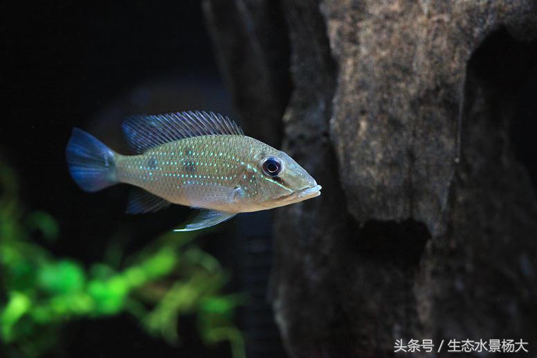 哪些慈鲷是食土鲷,食土鲷和慈鲷能混养么