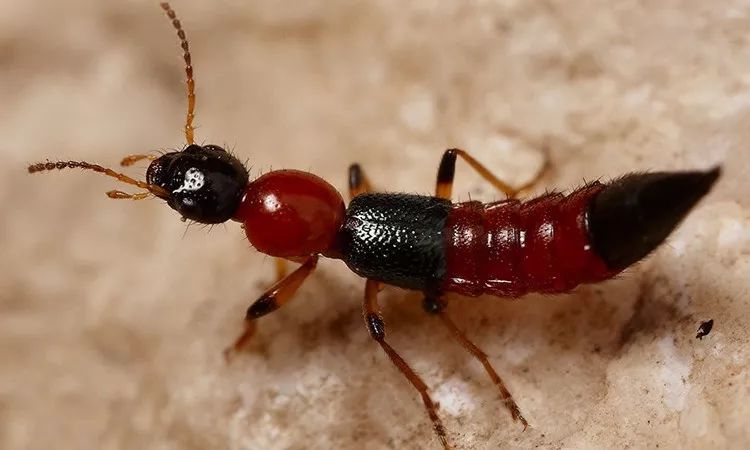 小心“新型艾滋病”，虫子就能传播