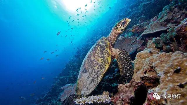 马尔代夫选岛攻略专治选岛困难症,马尔代夫如何选岛