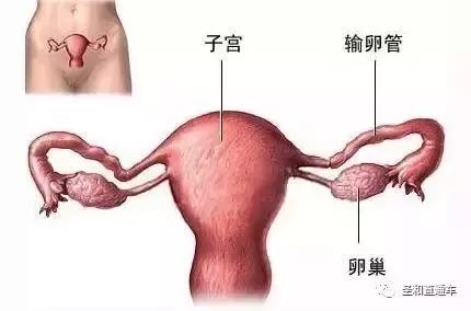 结扎后做复通手术多久可以怀孕呢,结扎后还想要孩子可以试管吗