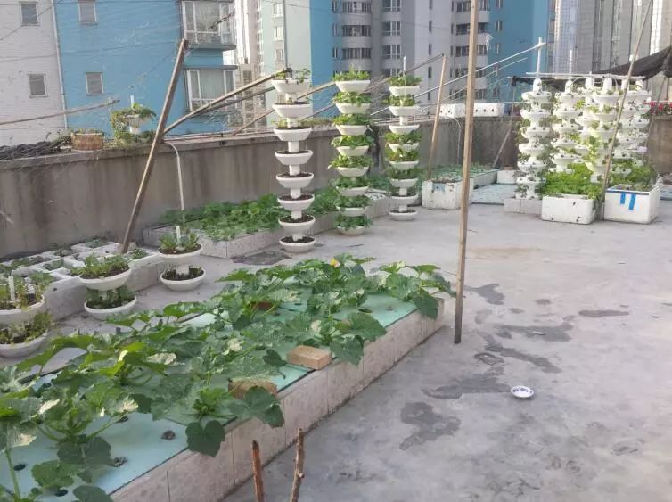 楼顶菜园土层多厚好,顶楼菜园如何防风