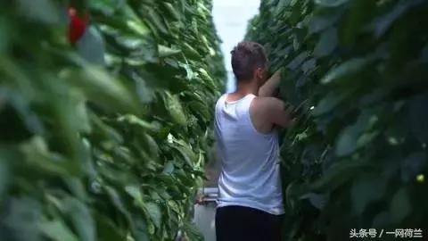 荷兰打工现状如何,荷兰生活不便利的地方