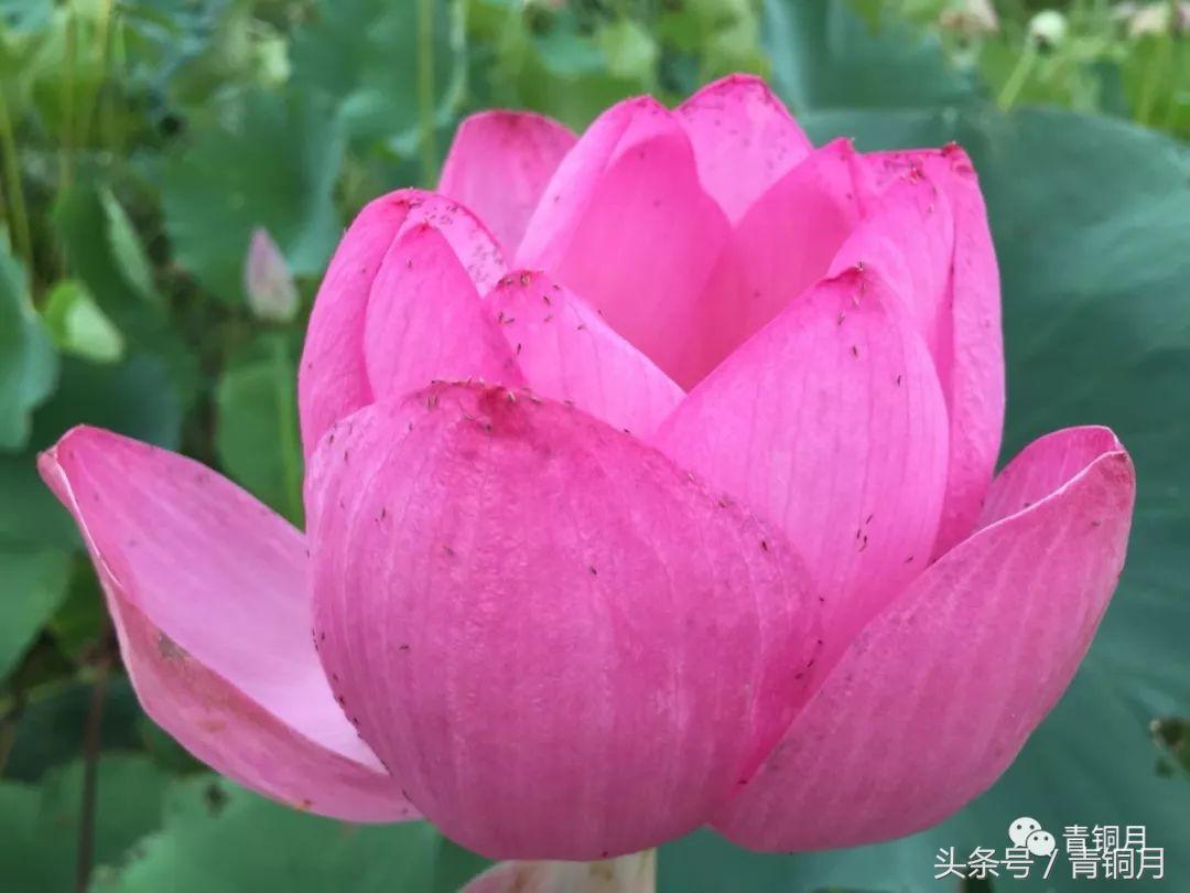 108岁老道人长寿秘诀,100岁老顽童养生秘诀