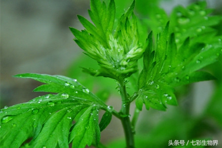 艾草辨别,识别艾草