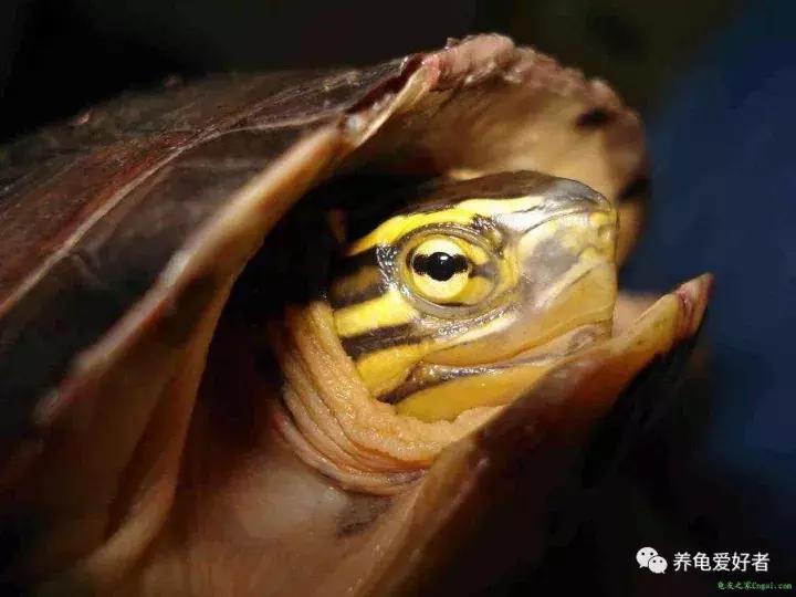 养龟灵的正确使用方法,养小草龟的正确方法