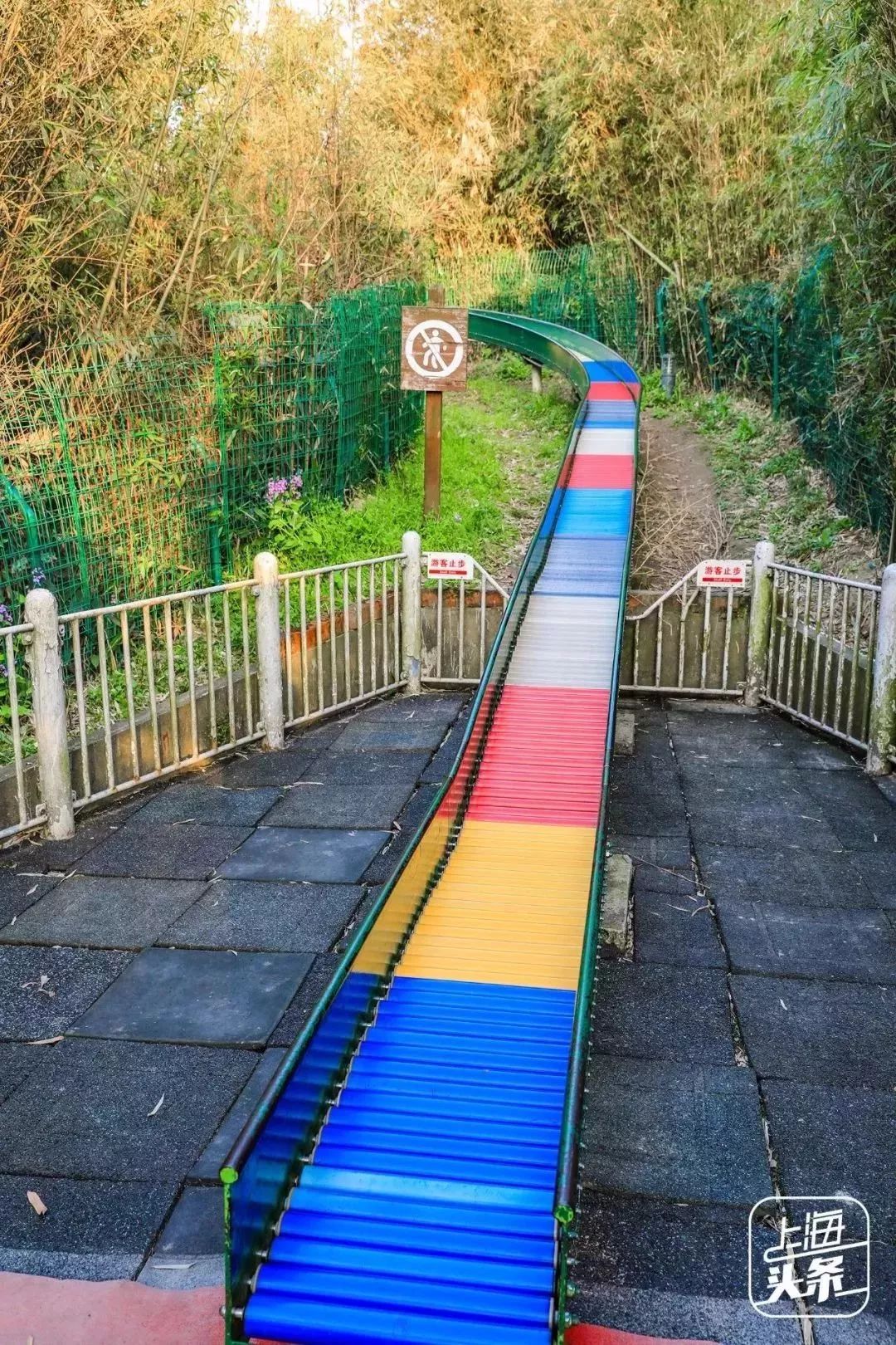 向日葵花海上海旅游攻略,上海市中心有一片向日葵花海