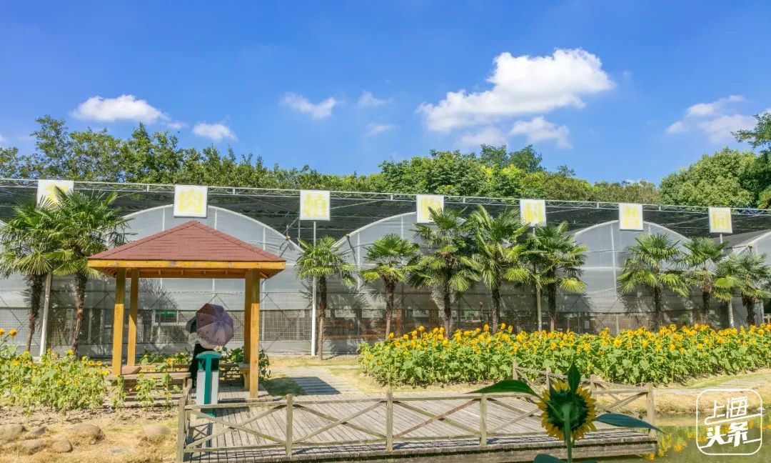 向日葵花海上海旅游攻略,上海市中心有一片向日葵花海