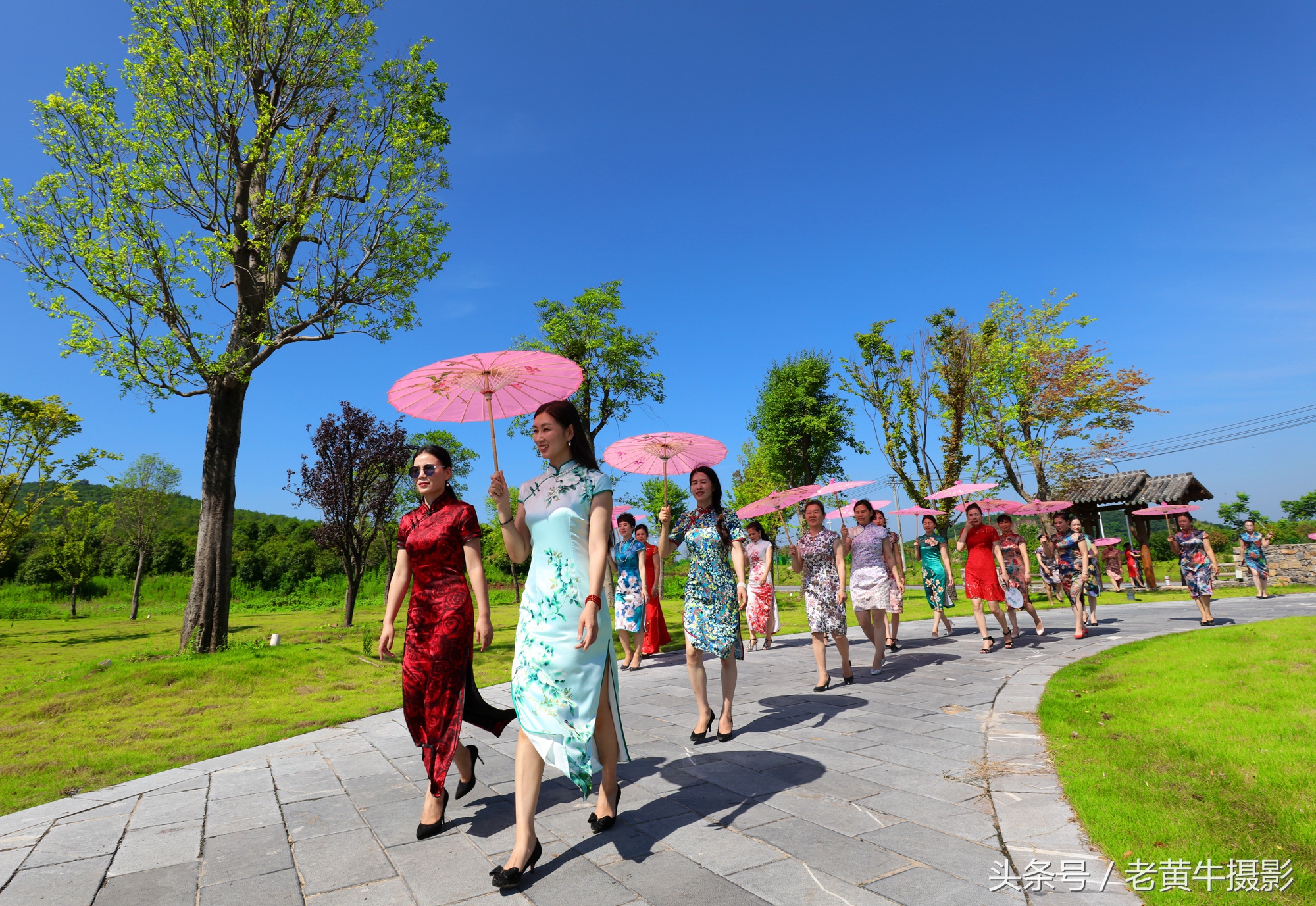 京山老年旗袍秀视频,月季园旗袍走秀