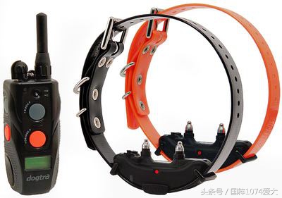 狗子不听话要怎么惩罚,不听话的狗子怎么教