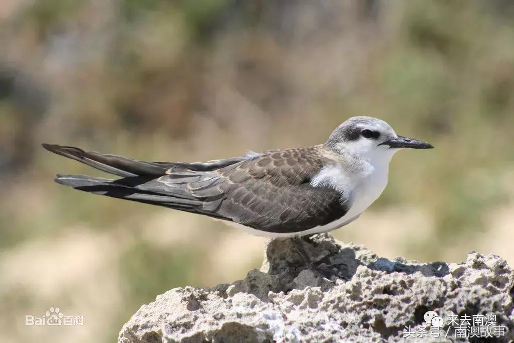 这座小岛究竟隐藏了多少秘密,一座鲜为人知的隐藏小岛