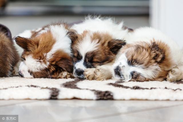 狗狗错位骨折了怎么办,狗狗不小心摔跤站不了了怎么办