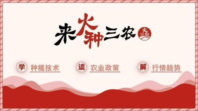 这种树只有南方才有全身都是宝,这种树被誉为抗癌神树