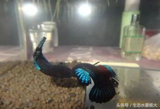 如何寻找中国斗鱼的踪迹,如何快速了解斗鱼