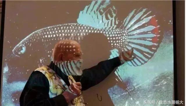 如何寻找中国斗鱼的踪迹,如何快速了解斗鱼