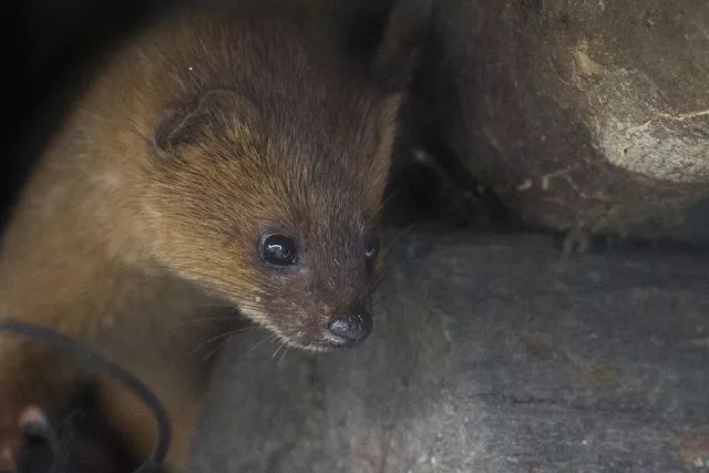 黄鼠狼偷鸡蛋为什么不吃鸡呢,黄鼠狼为什么能够吃下一只鸡