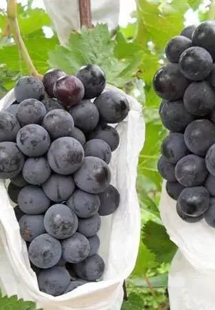 上海周边哪里摘葡萄最好,今夏去哪里玩好