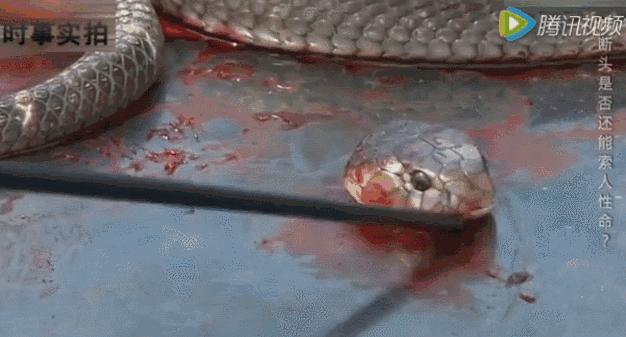 广东英德蛇咬伤人事件,广州英德最近被蛇咬事件