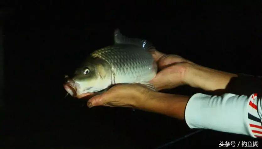 夜钓10个好处，不是你技术差，而是错过了上鱼高峰期！