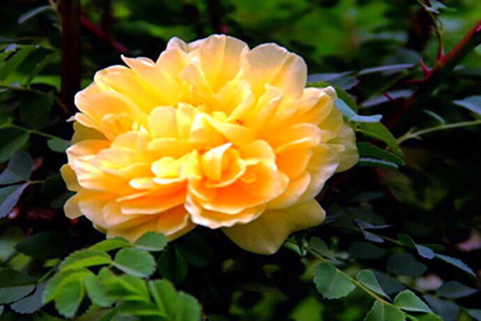 黄刺玫ll不与千红竞彩妆，黄金万朵溢芬芳