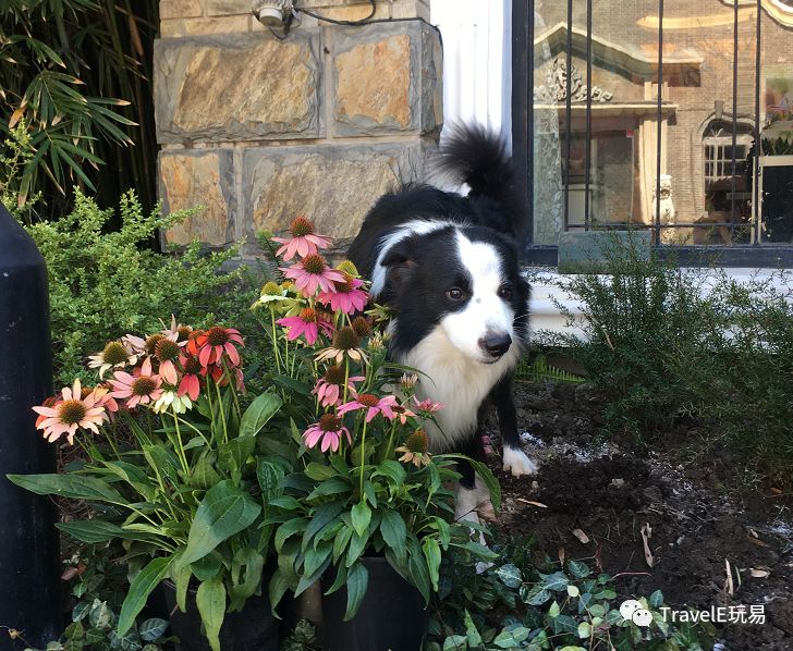 上海老城游览计划，狗狗导游的特别行动