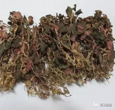 罗浮山百草油重金求购“野生金线风”，3万元/公斤，有什么内幕？