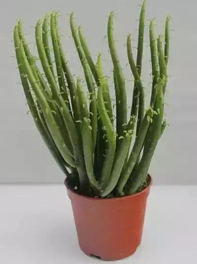 毛骨悚然！淄博家有养多肉的人快看，特别是有小孩的……