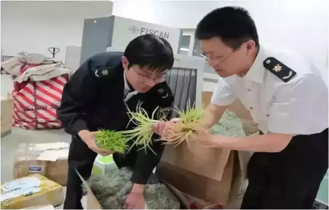 山东多肉小朋友,淄博养多肉