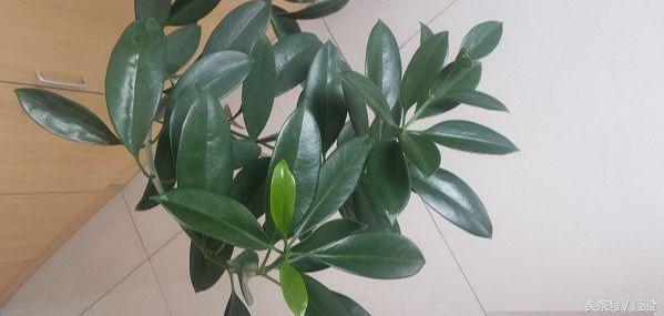 橡皮树生长小技巧,橡皮树生长的各个阶段