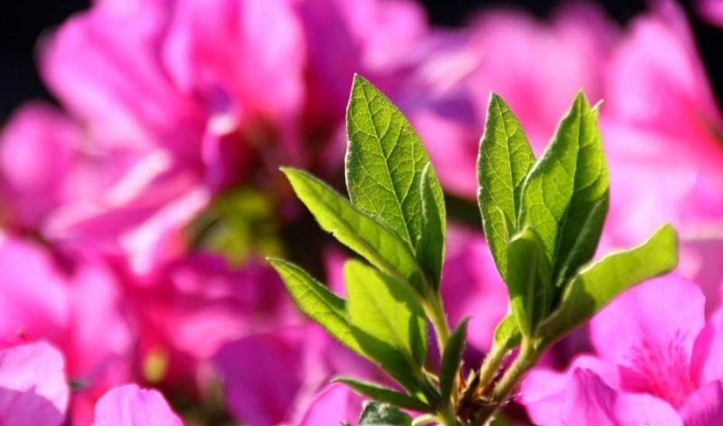 a股下跌的原因已找到,a股独立行情的原因