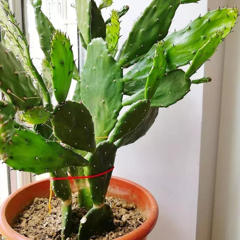 房间空气净化盆栽,空调房养盆栽技巧