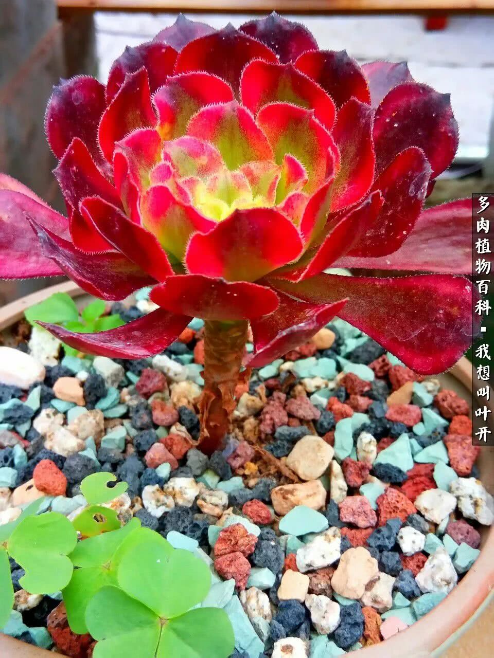 最好养的法师有哪几种,哪种法师既好看又好养