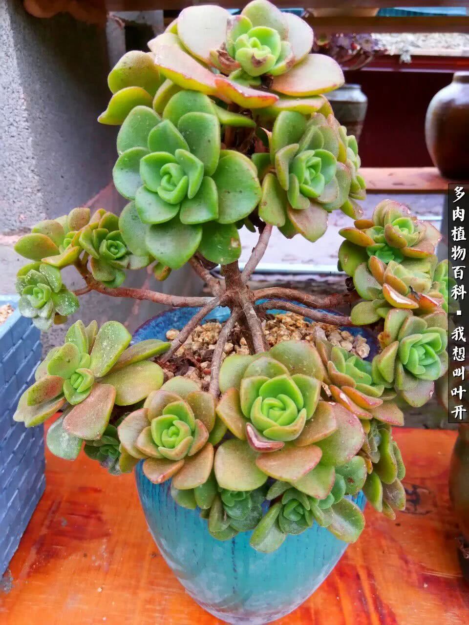 最好养的法师有哪几种,哪种法师既好看又好养