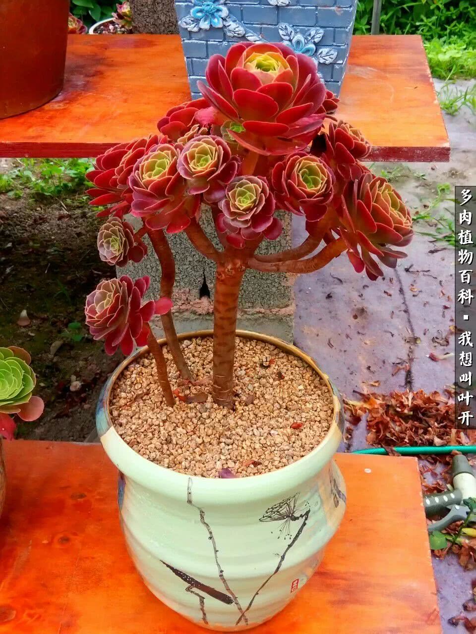 最好养的法师有哪几种,哪种法师既好看又好养