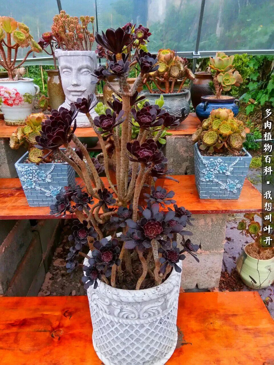 最好养的法师有哪几种,哪种法师既好看又好养