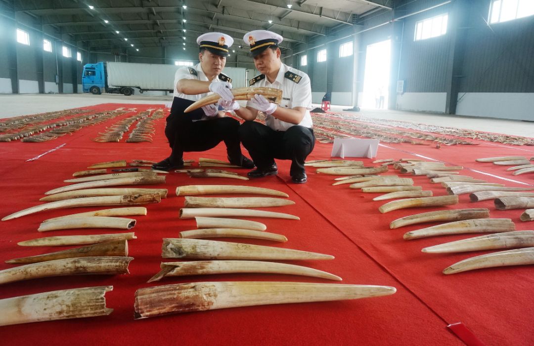 一车发霉的大豆竟“值”1.06亿！哈尔滨查获特大*私走**案