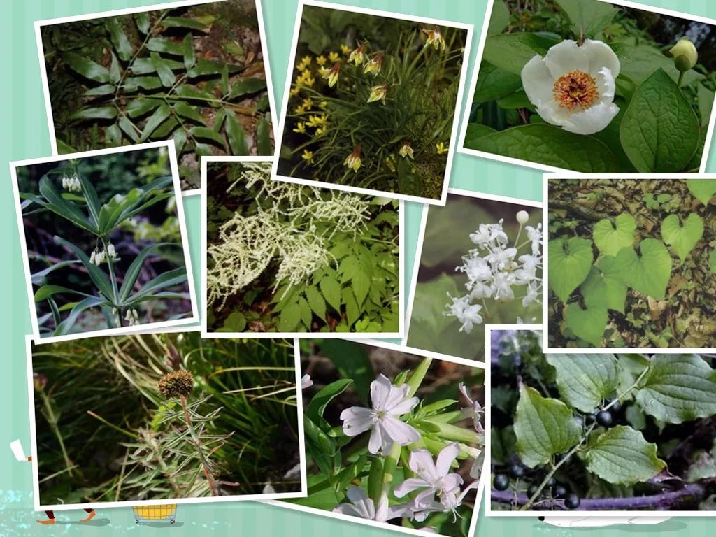 十大珍稀植物药用,太白山名贵中草药